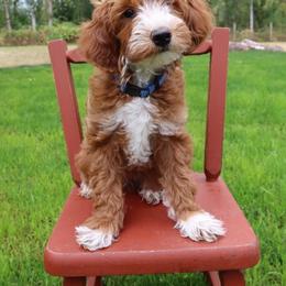 Theodore - Goldendoodle