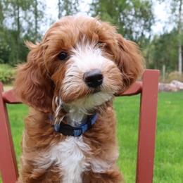 Theodore - Goldendoodle