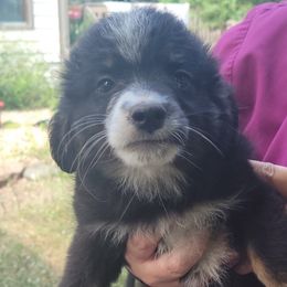 Bailey - Black tri Miniature Australian Shepherd puppy in Saint Cloud, Minnesota from Minnesota House of Hounds