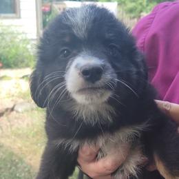 Bailey - Black tri Miniature Australian Shepherd puppy in Saint Cloud, Minnesota from Minnesota House of Hounds