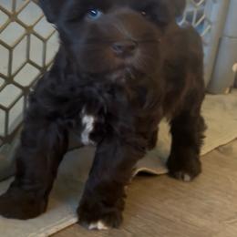 Indy - Indiana Jones - Liver male Miniature Schnauzer puppy in Jefferson, Oregon from Whiskey Meadows Miniature Schnauzers