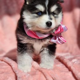 Pomsky Puppies from Bluebird House of Pomsky