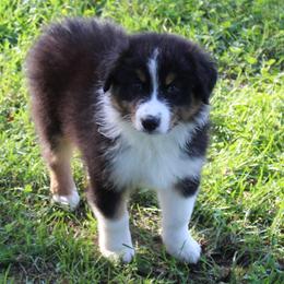 Juneau - Black tri-color male Australian Shepherd puppy in Kansas, Oklahoma from Windy G Farm