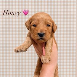 Honey - Apricot female Goldendoodle puppy in La Porte, Texas from B+C Doodles