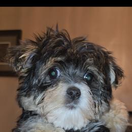 Maltese, Morkie, and Yorkshire Terrier Puppies from TenderLittleCuties