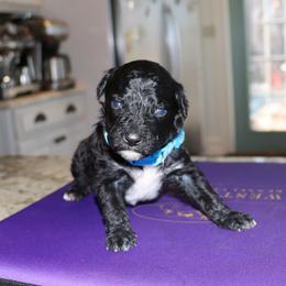 Matthew - Black and white male Portuguese Water Dog puppy in Hamptonville, North Carolina from Alabama Havanese Kennel