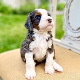 Glacier - Blue merle male Bernedoodle puppy in Mapleton, Utah from Natural Doodle Life