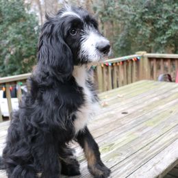Bobble - Tri-color Bernedoodle puppy in Broadway, North Carolina from Dixie’s Darling Doodles