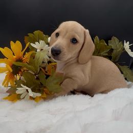 Cheree - Cream female Dachshund puppy in Woodland, California from Long Little Doggies