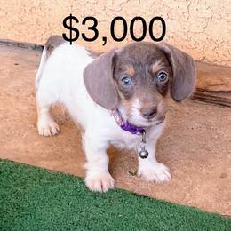 Penelope - Fawn (isabella) and cream female Dachshund puppy in Acton, California from DTR