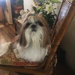 Shih Tzu All Grown Up from Snowhisper Shih Tzu