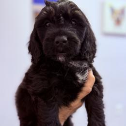Splash - male Golden Mountain Doodle puppy in Sarasota, Florida from Doodle Lovin