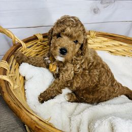 Charlie - Red male Cavapoo puppy in Nixa, Missouri from Davis Family Doodles