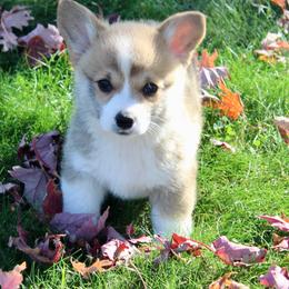 Almond - Sable male Pembroke Welsh Corgi puppy in Greentop, Missouri from Sevits Corgis & Golden Retrievers