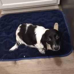 Desi Lu - Dachshund