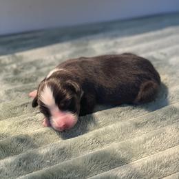 Fern - Black tri-color male Australian Shepherd puppy in Salinas, California from AA Aussies