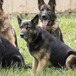 Leona - German Shepherd