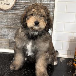 Hendrix - Tri-color male Bernedoodle puppy in Phelan, California from PuppyPaws4U