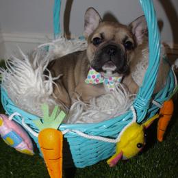 French Bulldog Puppies from Cortney’s Frenchie Farm