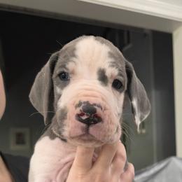 Klaus - Blue and white male Great Dane puppy in Longview, Texas from Lazy A Danes