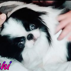 Senshi - Japanese Chin