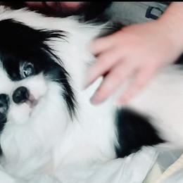 Senshi - Japanese Chin