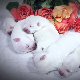 West Highland White Terrier Puppies from For The Love Of Westies
