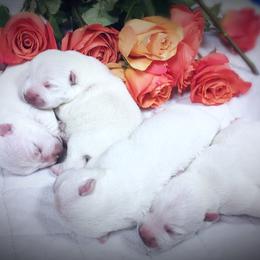 West Highland White Terrier Puppies from For The Love Of Westies