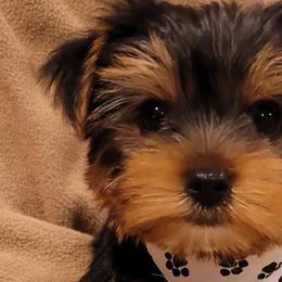 Miniature Schnauzers and Yorkshire Terriers from Utterly Precious Puppies