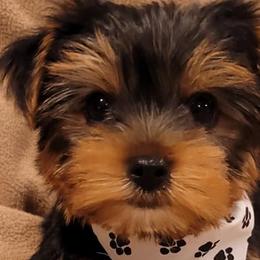 Miniature Schnauzers and Yorkshire Terriers from Utterly Precious Puppies
