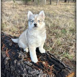 Runamok Not A Creature Was Stirring (Mouse) - Wolf sable male Pomsky puppy in St. Maries, Idaho from Runamok Farm