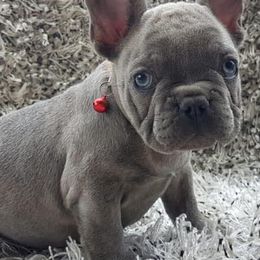French Bulldogs from DLT south Frenchies