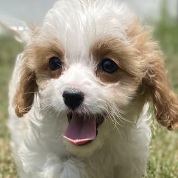 Pheebs - Cavapoo