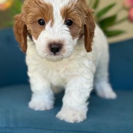 Britney Spears - Parti female Goldendoodle puppy in Yuciapa, California from AlltheDoodlez_