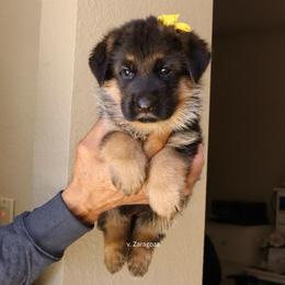 Yellow collar - Black and red female German Shepherd puppy in Stockton, California from Zaragoza German Shepherds