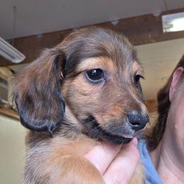 Lizbeth's longhair shaded red  boy - Red male Dachshund puppy in Caldwell, Idaho from Dozendachs