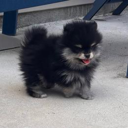 Blk n tan boy - Black and tan male Pomeranian puppy in Fayetteville, North Carolina from Tar-heel Poms