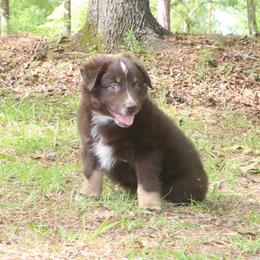 Bumble - Red tri-color male Australian Shepherd puppy in Macon, Georgia from Shaina’s Shepherds
