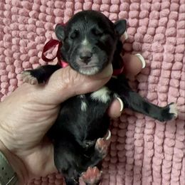 Marty - Black female Miniature Schnauzer puppy in Newark, Ohio from Tuckered Out Schnauzers