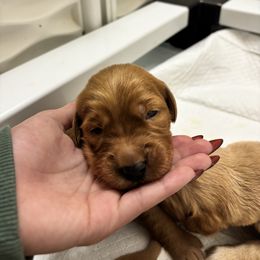 Girl 1 - Dark golden female Golden Retriever puppy in Fort Worth, Texas from Fort Worth Goldens
