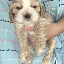 Girl 1 - Buff female Cocker Spaniel puppy in Spotsylvania, Virginia from Wilkshire Farm