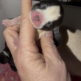 Cole - Black and tan male Chihuahua puppy in Seneca, Missouri from Stephanie’s Puppy Colony