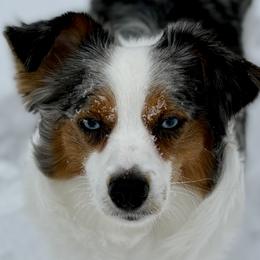 Miniature Australian Shepherds from Dandies Herding Buddies