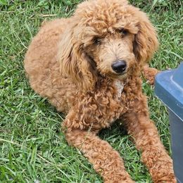 Titus - Poodle