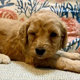 Glory - Apricot female Goldendoodle puppy in Pensacola, Florida from Goldendoodles Love You in Pensacola Friend Edition