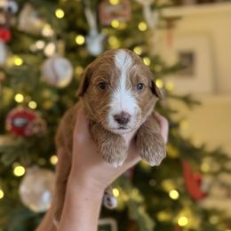 Miss Mauve - Apricot female Goldendoodle puppy in Athens, Georgia from Moore Goldendoodles