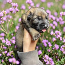 Taquito - Sable male German Shepherd puppy in Oakland, Oregon from VHM German Shepherds