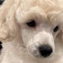 Poodles from MD's Miniature Poodles