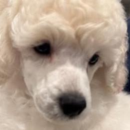 Poodles from MD's Miniature Poodles