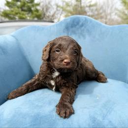 Kayla - Brown female Bernedoodle puppy in Wamego, Kansas from Doodles of Oz